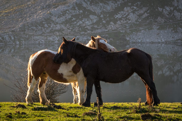 picos-de-europa-glacial-lakes-covadonga-horses-2