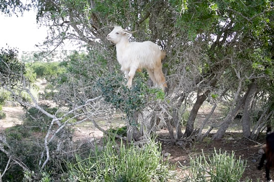 Morocco-by-campervan-sidi-kaouki-beach-goat-in-tree