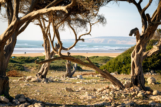 Morocco-by-campervan-sidi-kaouki-beach-trees