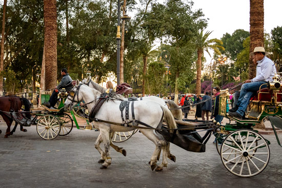 morocco-campervan-marrakech-horse-cart