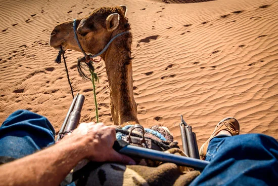 morocco-by-campervan-sahara-desert-camel-view
