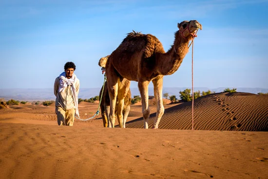 morocco-by-campervan-sahara-desert-camel2
