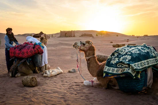 morocco-by-campervan-sahara-desert-loading-camels