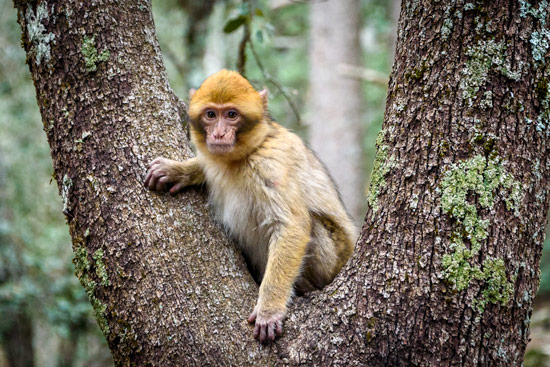 monkeys-in-morocco-cedar-forest-10