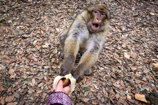 monkeys-in-morocco-cedar-forest-12