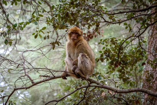 monkeys-in-morocco-cedar-forest-2