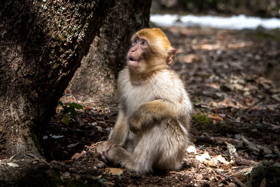 monkeys-in-morocco-cedar-forest-5