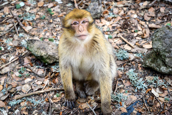 monkeys-in-morocco-cedar-forest-6