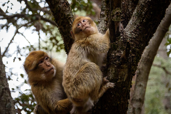 monkeys-in-morocco-cedar-forest-8