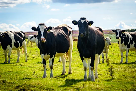 campervan-wildcamping-yorkshire-moors-cows
