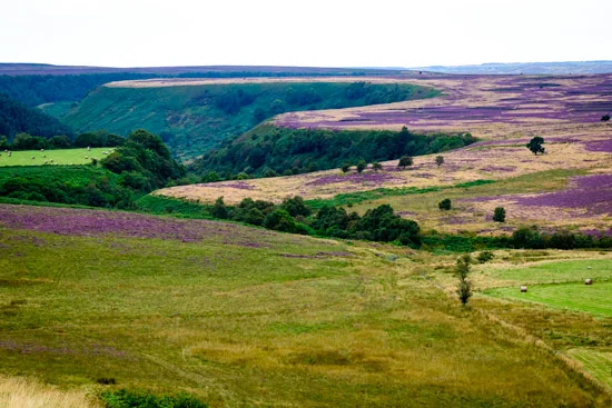 campervan-wildcamping-yorkshire-moors-purple-heather