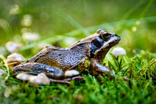 campervan-wildcamping-yorkshire-moors-toad