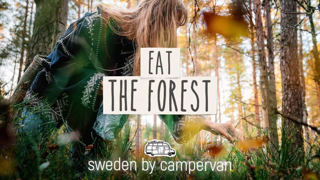 Foraging in Sweden's forest